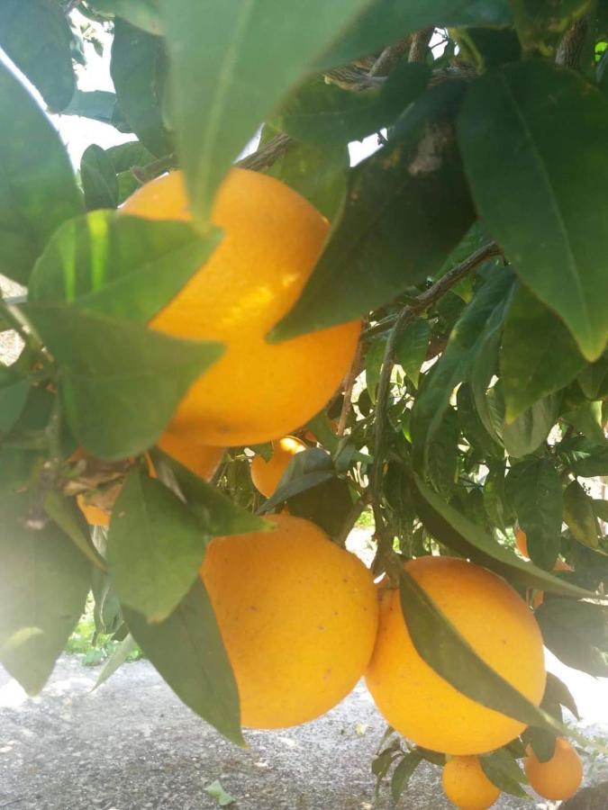 Lemon Tree Cottage Finikounta Exteriör bild